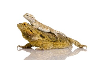 Exotic pets