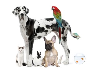 Group of pets