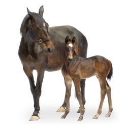 Horse and Foal