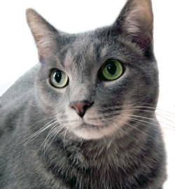 Russian Blue Cat